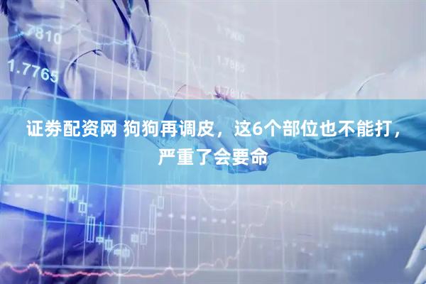 证劵配资网 狗狗再调皮，这6个部位也不能打，严重了会要命