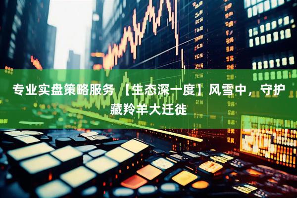 专业实盘策略服务 【生态深一度】风雪中，守护藏羚羊大迁徙